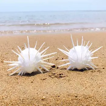 Naravni Daisy, Školjk, Morskih Življenje Naravnih Porcupine Vzorcu Sredozemlju Doma Morskih Polžev Lupini Conch Obrti Krajine Odlikovanja